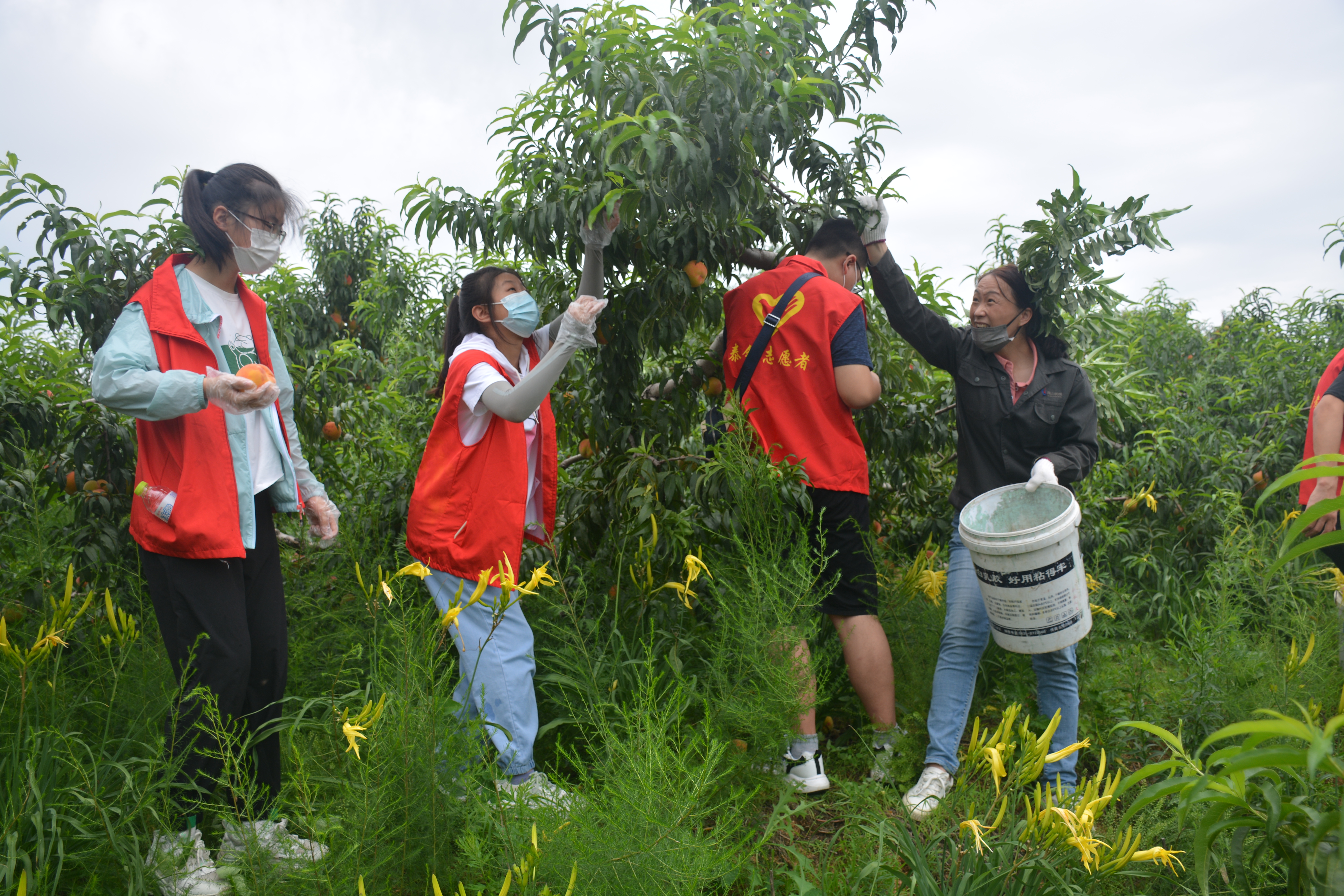 泰钢青年志愿者帮助农民采摘